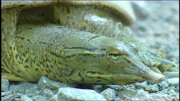2019年 佛罗里达州的软壳龟关闭 — 图库视频影像