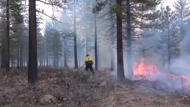 Feuerwehrleute Legen Bei Der Bekämpfung Eines Flächenbrandes Feuer — Stockvideo