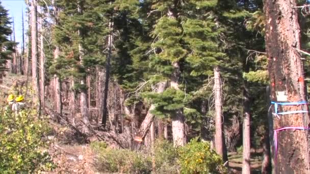Uma Tripulação Serviço Florestal Derruba Árvores Mortas — Vídeo de Stock