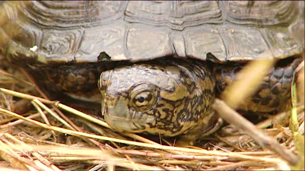 2019 Gros Plan Une Tortue Une Coquille — Video