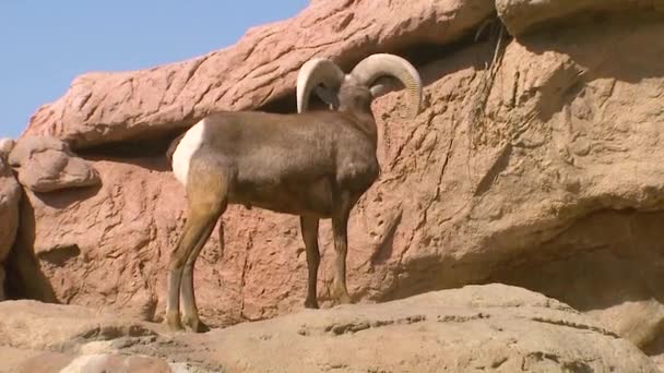 2019 Bighorn Sheep Walks Cliff Face North America — Stock Video