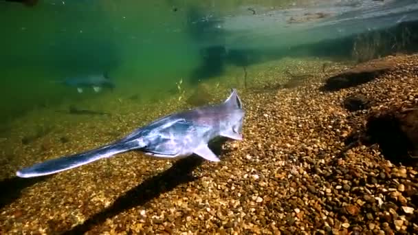 2010 Talet Skola Paddelfisk Ses Simma Genom Skumma Vatten Några — Stockvideo