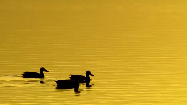 2019 Eenden Zwemmen Silhouet Gouden Water Een Beschermd Moeras Moeras — Stockvideo