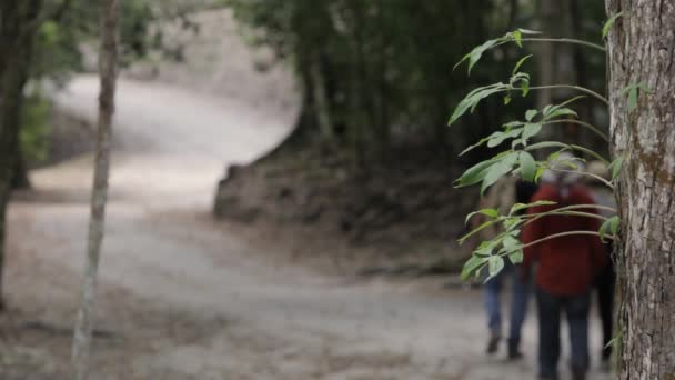 游客们步行游览Peten Guatemala森林 — 图库视频影像