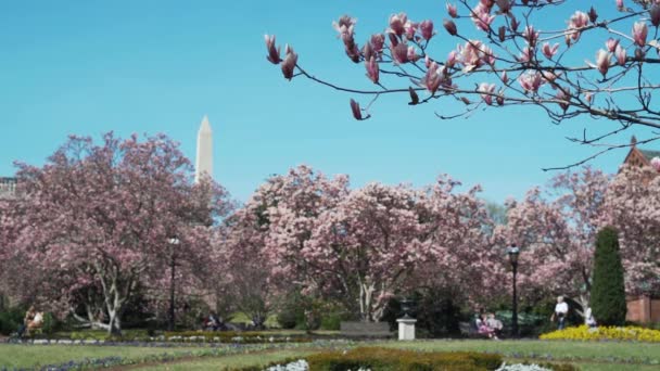 今年春天 华盛顿的樱桃树盛开开花 背景为华盛顿纪念碑 — 图库视频影像