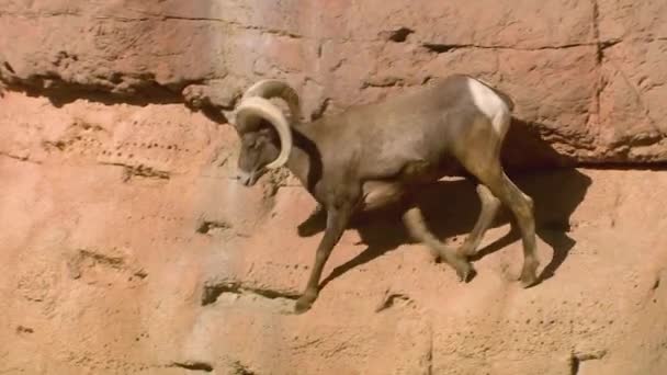野生の動物 山のビッグホーン羊の昼間の映像 — ストック動画