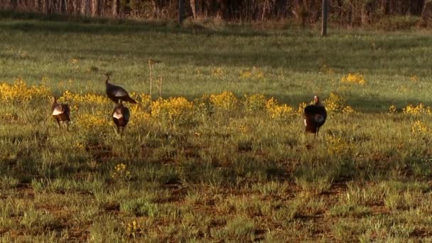 2015 Turkeys Seen Strutting Field — Stock Video