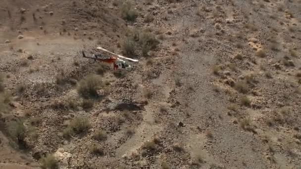 2015 Bighorn Sheep Trailed Tagged Released Arizona Kofa Wildlife Reserve — Stock Video