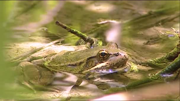 2019 Nahaufnahme Eines Ochsenfroschs Einem Teich — Stockvideo