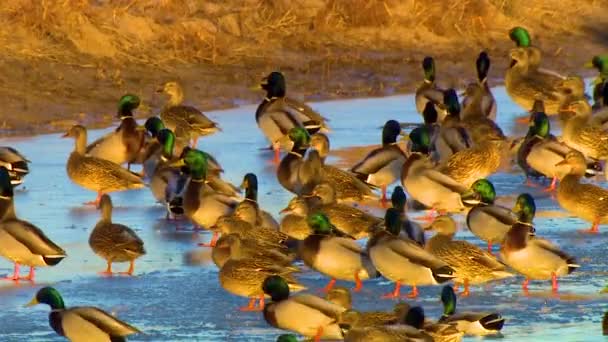 2019 Patos Mallard Reúnem Rebanho Uma Área Zonas Húmidas Protegidas — Vídeo de Stock