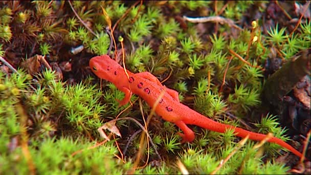 2019 Primer Plano Lagarto Anaranjado Tritón Oriental Salamandra Vegetación — Vídeo de stock