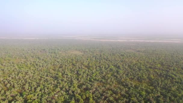 2020 Luftaufnahme Über Dem Landesinneren Von Gambia Westafrika Mit Palmenwäldern — Stockvideo