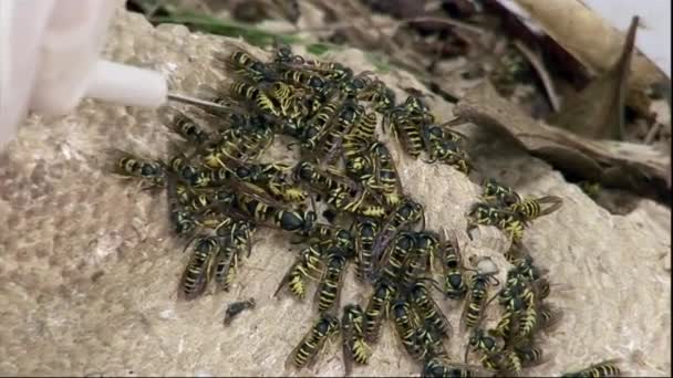 Researchers National Science Foundation Study Yellowjackets Wasps Lab Better Understand — Stock Video