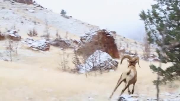 Bighorn Πρόβατα Απελευθερώνονται Στην Άγρια Φύση Από Βιολόγους Άγριας Ζωής — Αρχείο Βίντεο