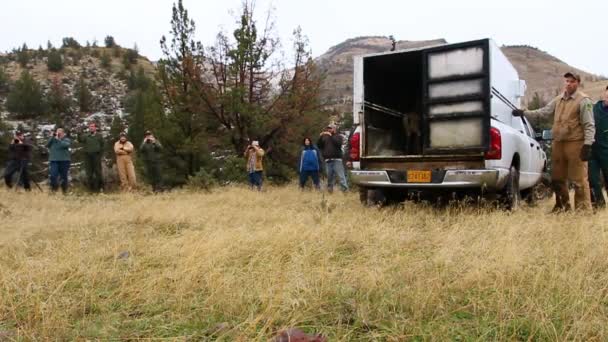 Bighorn Πρόβατα Απελευθερώνονται Στην Άγρια Φύση Από Βιολόγους Άγριας Ζωής — Αρχείο Βίντεο