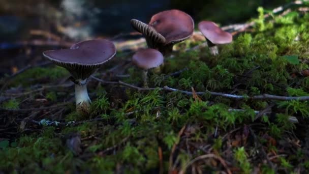 Pilze Wachsen Auf Dem Waldboden — Stockvideo