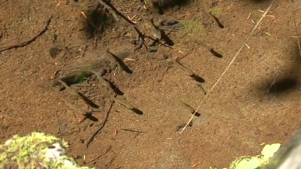 Minnows Agua Dulce Pequeño Estanque Río — Vídeos de Stock