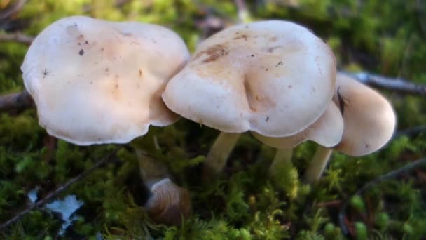 Pilze Wachsen Auf Dem Waldboden — Stockvideo