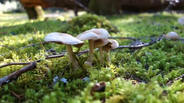 Cogumelos Crescem Chão Floresta — Vídeo de Stock