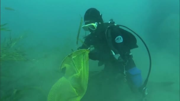 ダイバーはカリフォルニア州チャンネル諸島の海底に草を植え替えます — ストック動画