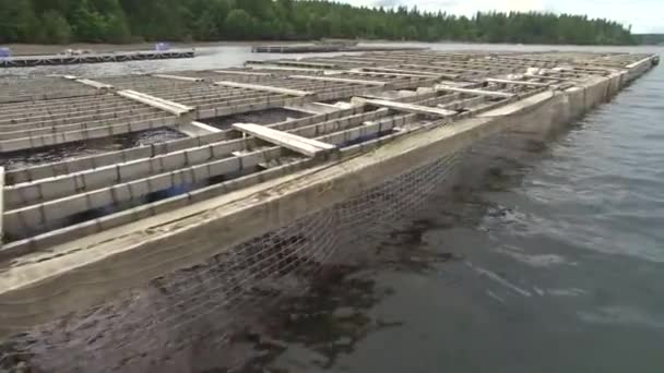 Shellfish Farming Aquaculture Performed Washington State — Stock Video