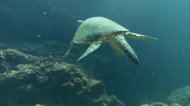Зеленая Морская Черепаха Плавает Водой — стоковое видео