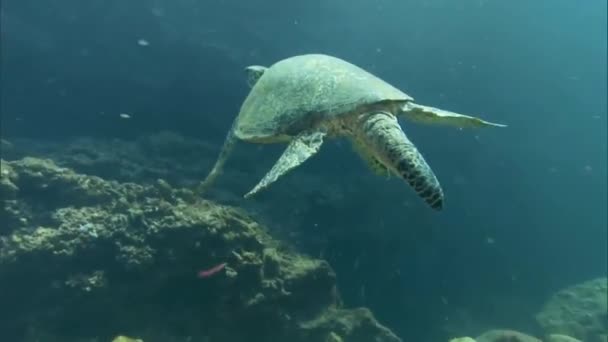 Una Tortuga Verde Nada Bajo Agua — Vídeos de Stock