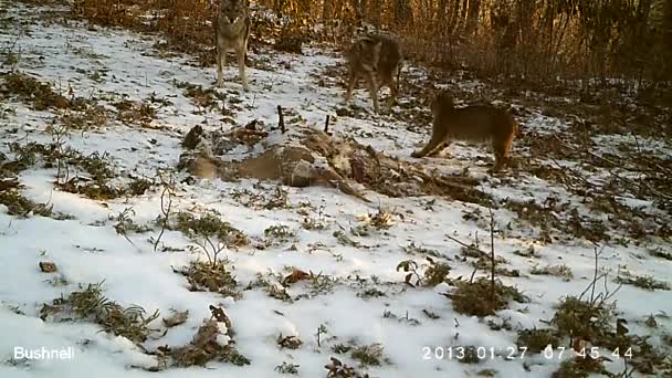 Filmati Delle Telecamere Sicurezza Mostrano Coyote Bobcat Che Hanno Una — Video Stock