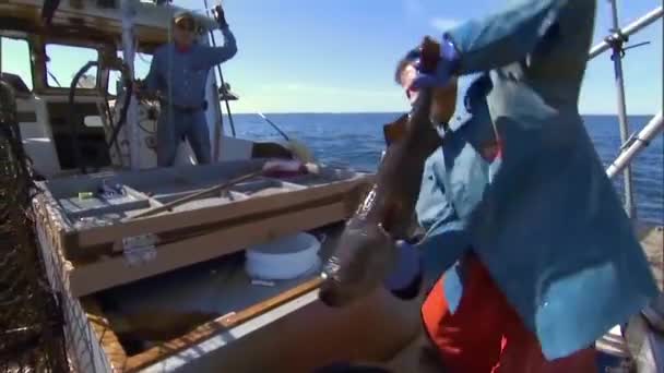 Pescatori Neri Merluzzo Bianco Alto Mare — Video Stock