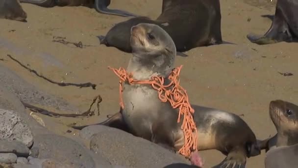 Ein Seelöwe Wird Einem Strand Einem Fischernetz Gefangen — Stockvideo