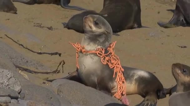 Leão Marinho Pego Uma Rede Pesca Detritos Marinhos Uma Praia — Vídeo de Stock