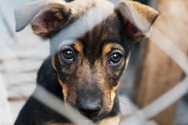 Yavru köpek umutla kafese kapatıldı.