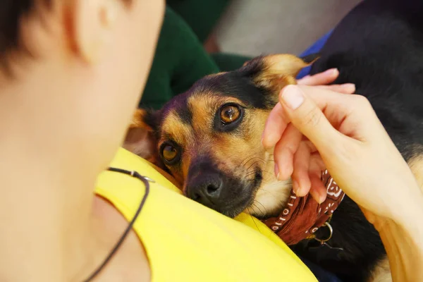 Güzel, genç bir kadın köpeğini tutuyor ve birbirine bakıyor.