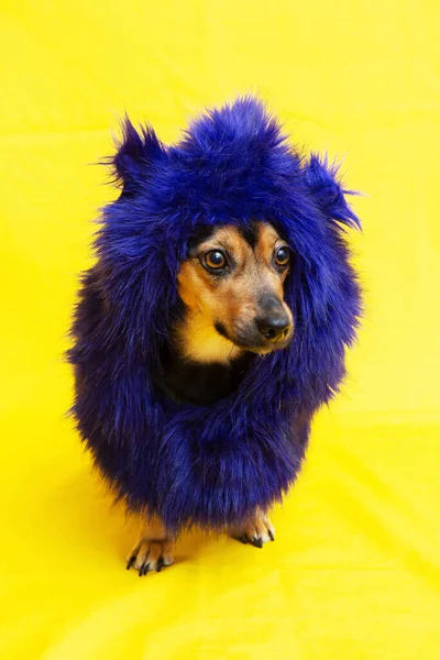 Милая собака в смешном голубом парике на желтом фоне Стоковое Фото