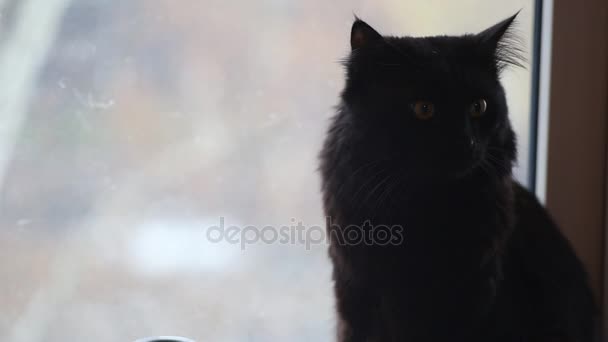 Black cute cat sitting on windowsill — Stock Video