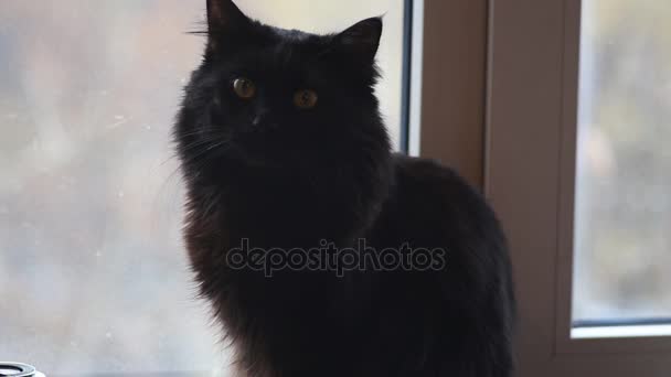 Black cute cat sitting on windowsill — Stock Video