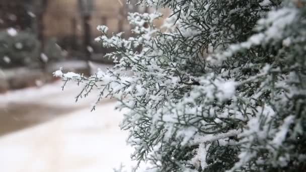 Neve. Queda de flocos de neve com foco seletivo. Conceito de design de inverno . — Vídeo de Stock
