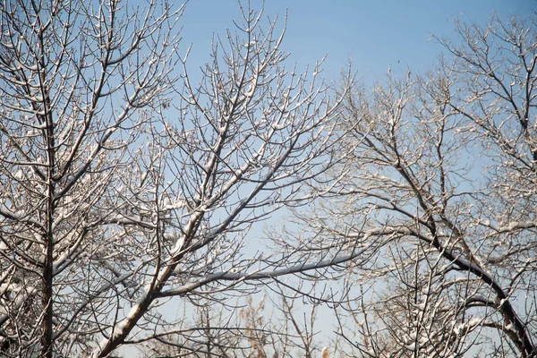 Invierno nieve tiempo en el bosque con rama de árbol a la luz de farola —  Fotos de Stock