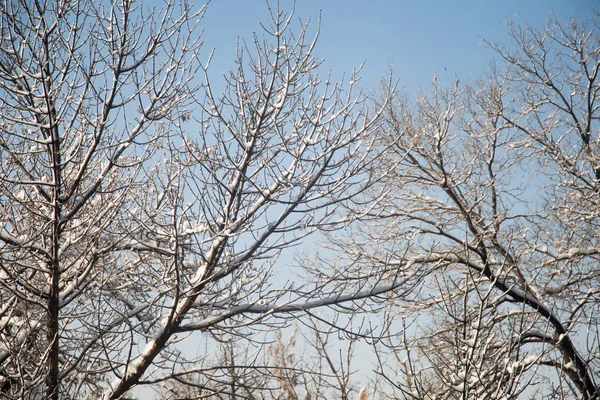 Winterschneefall im Wald mit Ast im Licht der Straßenlaterne — Stockfoto