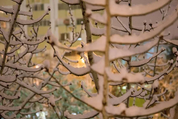 Invierno nieve tiempo en el bosque con rama de árbol a la luz de farola —  Fotos de Stock