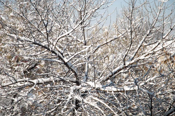 Tempo di neve invernale su foresta con ramo di albero in luce di lampione — Foto Stock