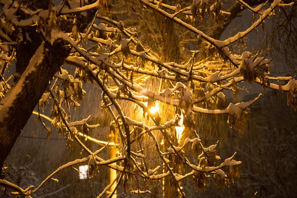 Tempo di neve invernale su foresta con ramo di albero in luce di lampione — Foto Stock