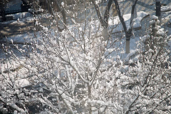 Invierno nieve tiempo en el bosque con rama de árbol a la luz de farola —  Fotos de Stock