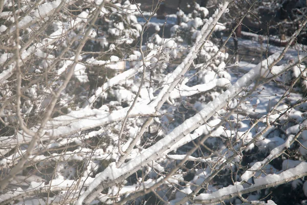 Зимова снігова погода на лісі з гілкою дерева у світлі вуличного ліхтаря — стокове фото