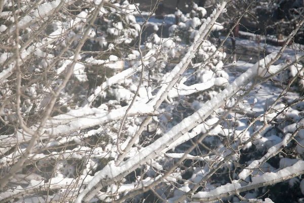 Tempo di neve invernale su foresta con ramo di albero in luce di lampione — Foto Stock