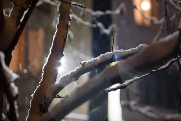 Invierno nieve tiempo en el bosque con rama de árbol a la luz de farola —  Fotos de Stock