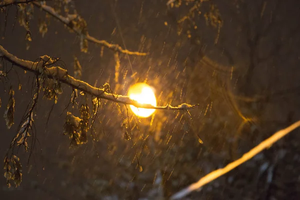 Inverno neve tempo na floresta com ramo de árvore à luz da lâmpada de rua — Fotografia de Stock