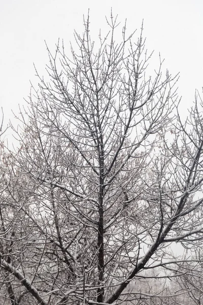 Tempo di neve invernale su foresta con ramo di albero in luce di lampione — Foto Stock