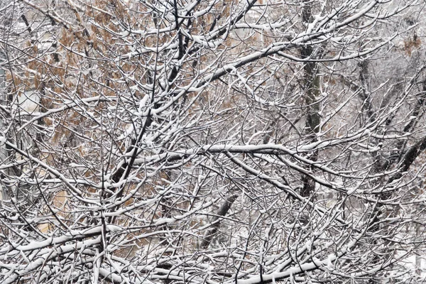 Tempo di neve invernale su foresta con ramo di albero in luce di lampione — Foto Stock