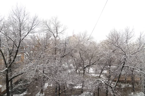 Vinter snö vädret på skog med trädgren mot bakgrund av gatlykta — Stockfoto